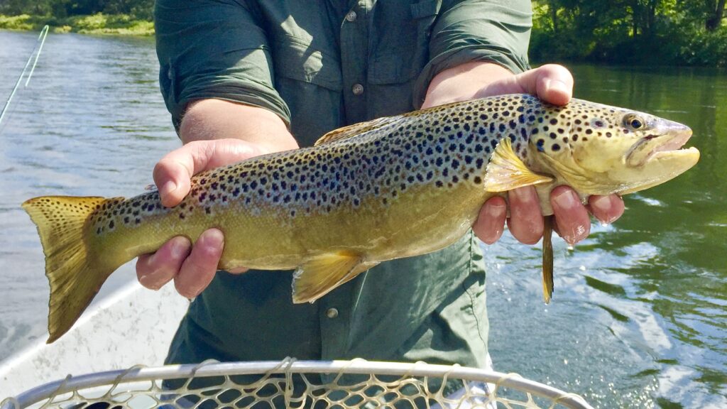 Beaverkill brown trout