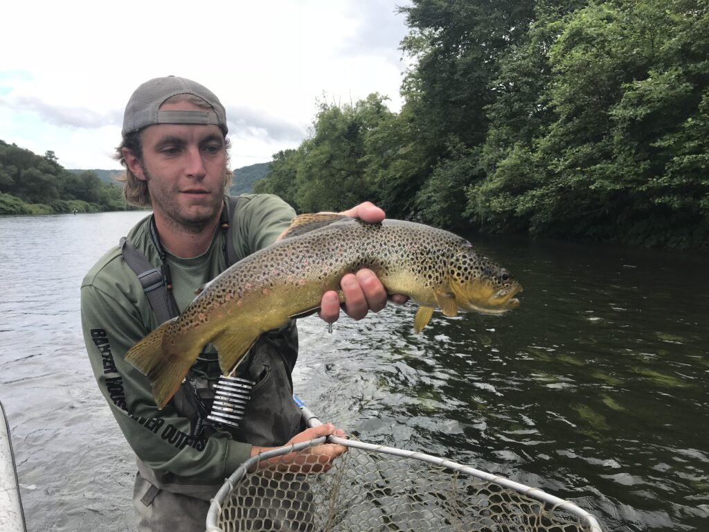 Wild Beaverkill brown trout