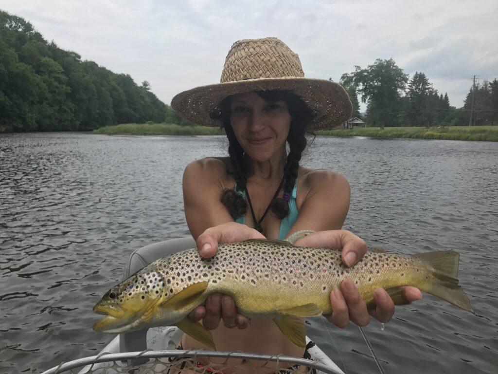 Beaverkill brown trout