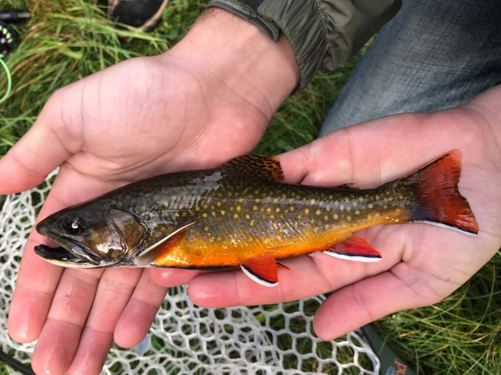 Winter brook trout beaverkill