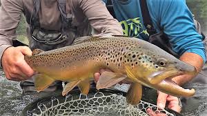 east branch delaware brown trout 