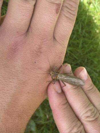Stonefly on hand