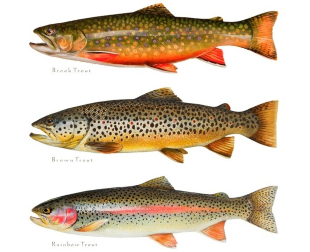 Catskills Trout Species